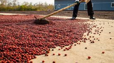 ARABICA GAYO NATURAL