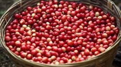 ARABICA GAYO SPECIALTY